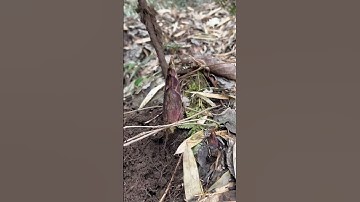 RT  mini rotary tillage and ridging all-in one tree  short view rogator rotarymower