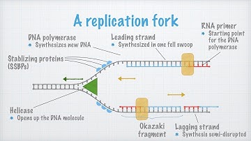 DNA Replication