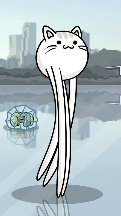 Cat Walking On Han River