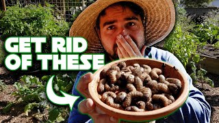 Get Rid Of Garden Grubs With Beneficial Nematodes! screenshot 5