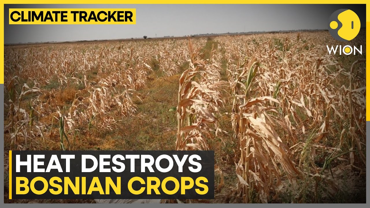 Agricultural land baked by extreme weather | WION Climate Tracker - YouTube