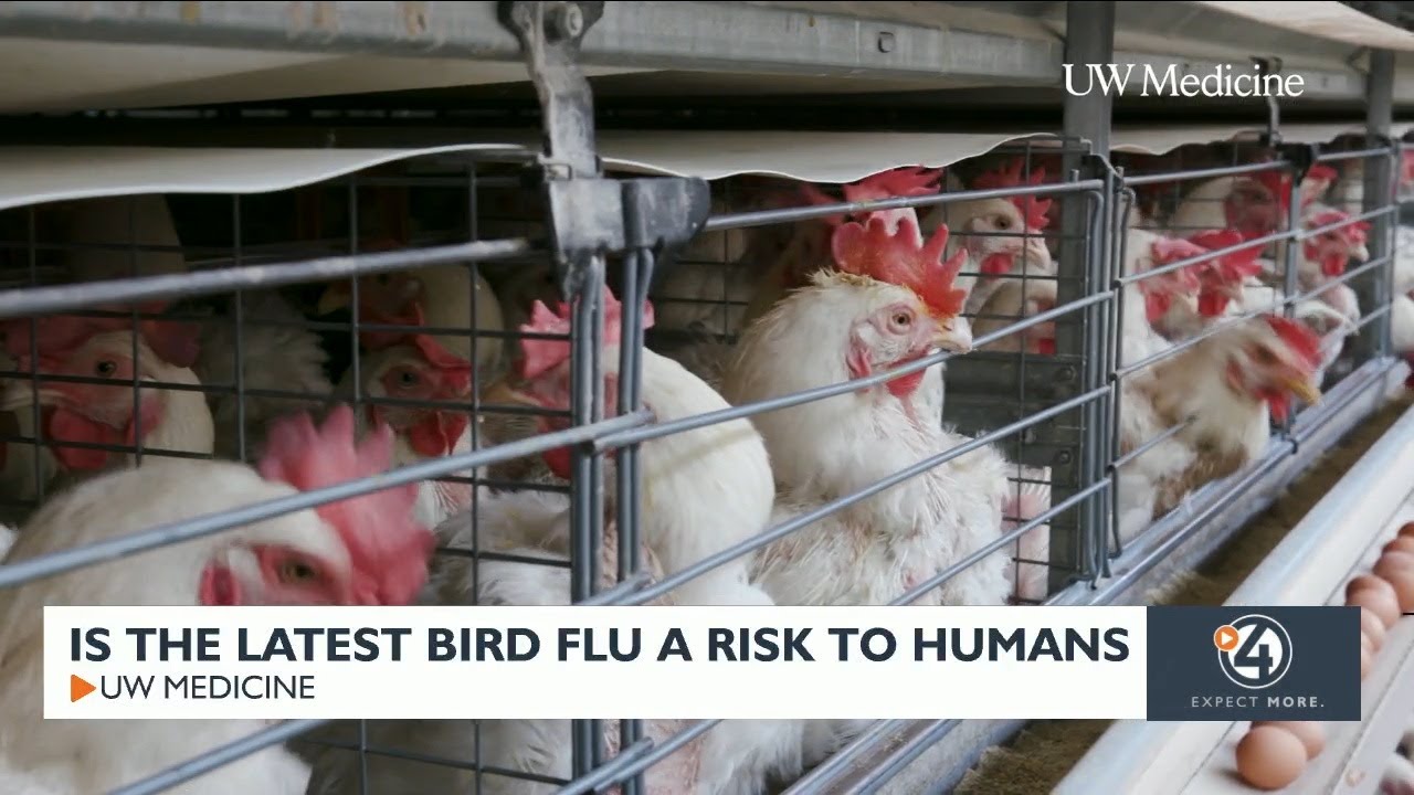 Is the latest bird flu a risk to humans? - YouTube