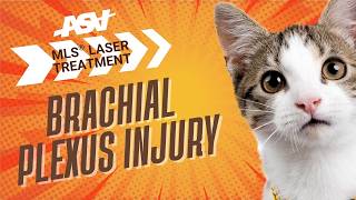 Can a cat recover limb function after a severe brachial plexus injury?