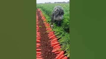 carrots youtubeshorts#viral video