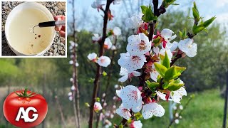 Protection against moniliosis during flowering. Apricot, peach, plums and cherries by Amazing garden 1,483 views 1 month ago 3 minutes, 53 seconds