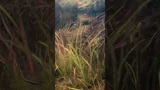 Reducing sediment inside the pond  #ozponds  #pondpump