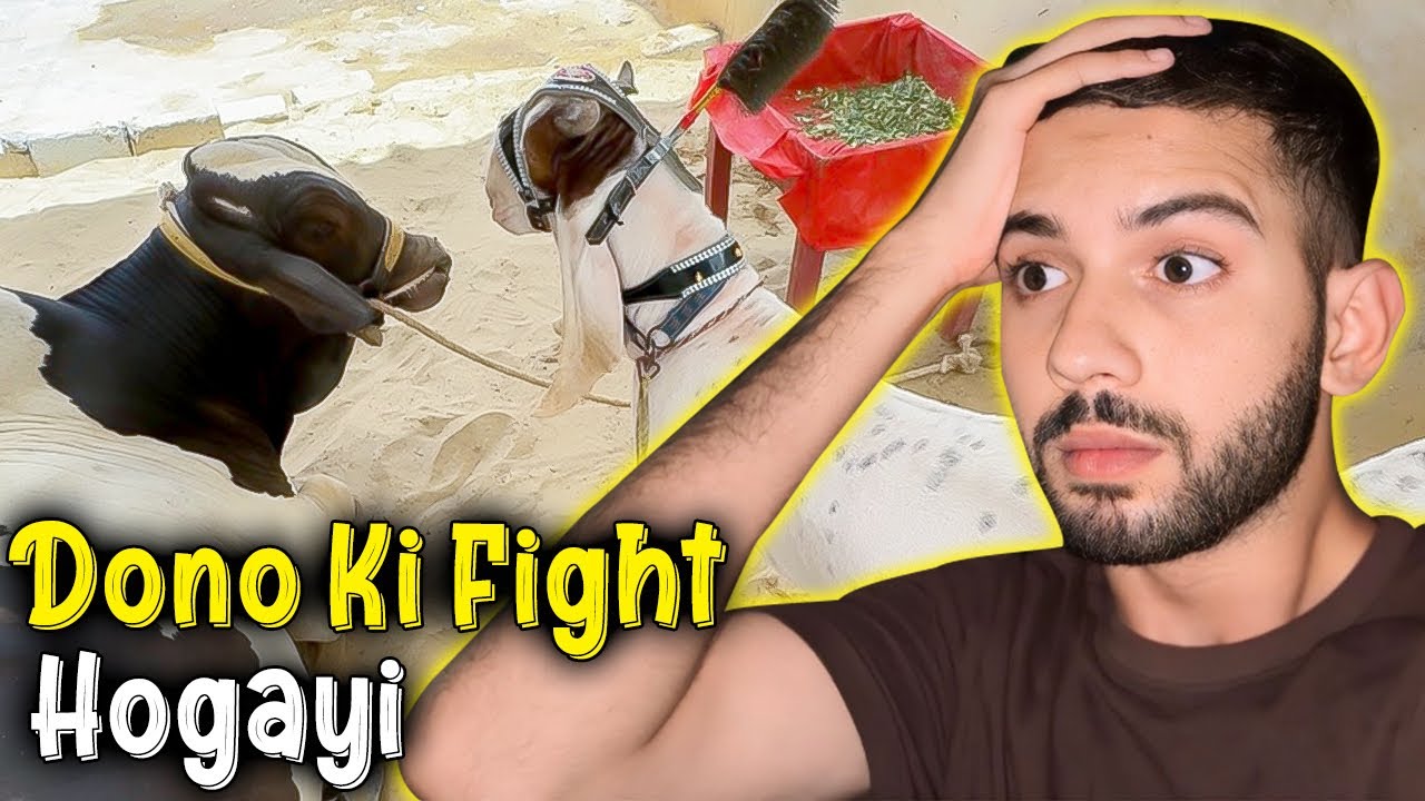 Qurbaani ka bakra ghar agaya😍 cow vs bakra😂