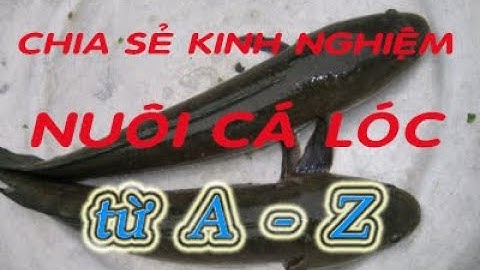 Kỷ thuật nuôi cá lóc (Từ A - Z)