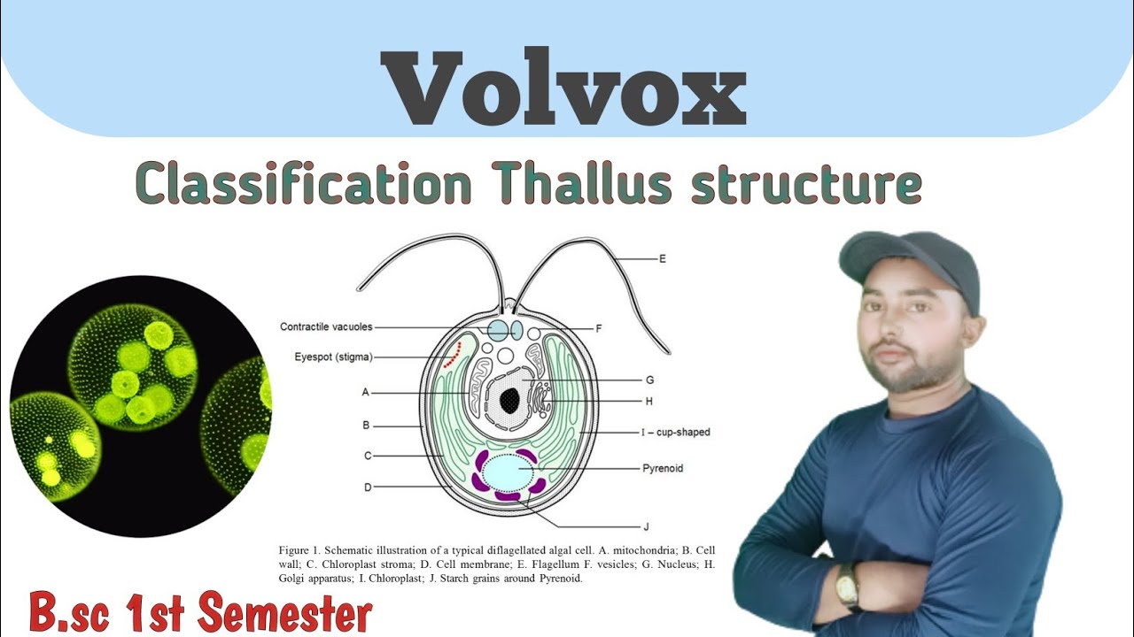 Volvox B.sc 1st semester Botany Phycology Classification & Thallus structure 