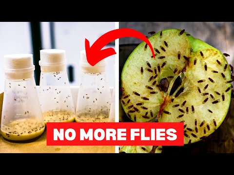 Video: Helmäkärpäsistä eroon pääseminen - Hedelmäkärpästen torjunta kotona ja puutarhassa