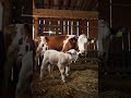 cute lamb and cow in the barn