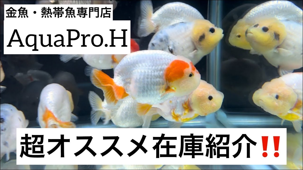 極上金魚】金魚・熱帯魚専門店AquaPro.H初動画！！ヤバすぎる在庫をご