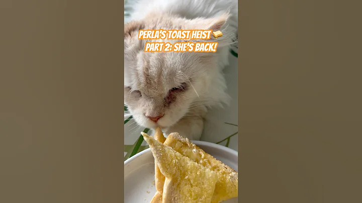 Watch the video about Toast 🍞 Part 2 You Thought She’d Give Up? #cute #cat #kitty #cutecat #pets #funnycats #animals