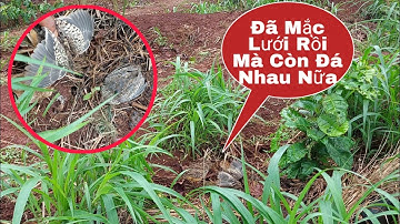 Bẫy Chim Cút Rừng | Dính Được 2 Con Cùng Lúc I David Vlog