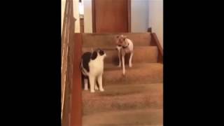 爆笑動画 理不尽な猫パンチを喰らいやり返せない犬がとうとう発狂w Youtube 爆笑動画 理不尽な猫パンチを喰らいやり返せない犬がとうとう発狂w Youtube