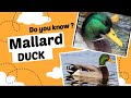 MALLARDS | Learn English Through Mini-Documentary .