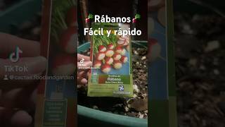 Siembra rábanos, fácil y rápido #huertourbano #huerto 