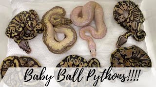 BABY BALL PYTHONS: MORPHS, GENDERING AND SET-UP Profile