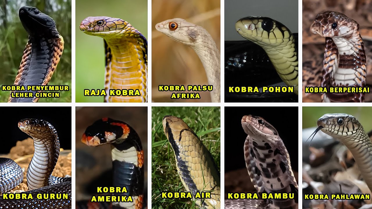 10 Ular Kobra Palsu yang Belum Kamu Tahu