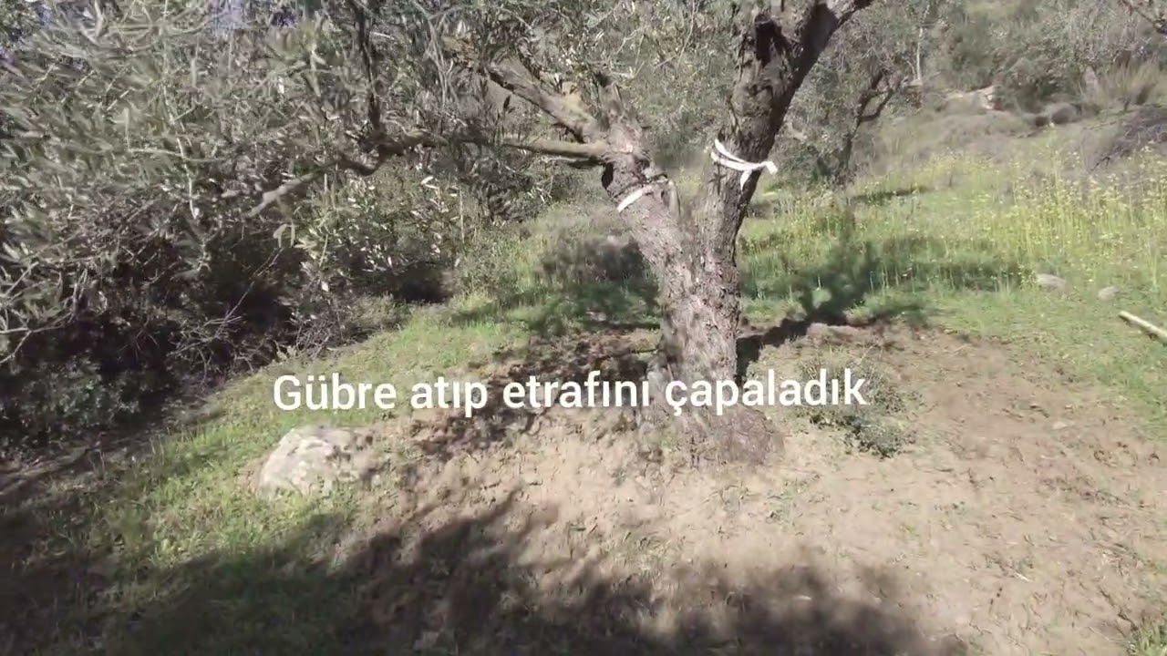 KIRIKHAN ALİBEYÇAĞILLI DA BULUNAN ZEYTİN AĞAÇLARIMIZA BAKIM YAPACAĞIZ #KIRIKHAN #ZEYTİN