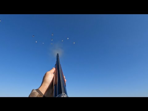 ნადირობა ბატზე/Nadiroba Batze20/08/22Hunting