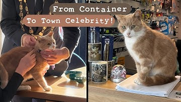 Community Created Perfect Life For Their Shared Cat and Honored Him With the Title!