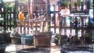 burung lovebird kontes