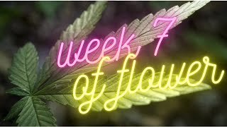 #Howtogrowcannabis #ilovetogrow GSC Forum Cut Week 7 Of Flower