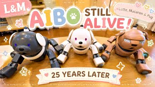 AIBO Still Alive! Meet Latte, Macaron & Pug!