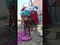 #Dog 🐕 Doberman trending #shortvideo