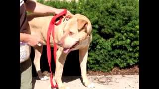 Atlanta-Available At The Humane Society Of Missouri