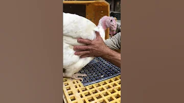 White Turkey ديك رومي ابيض جميل حران 