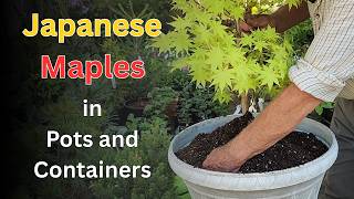 Ep 55 Planting Japanese Maples in Pots and Containers Projects With Young Maples