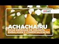 ACHACHAIRU - Dicas Especiais de Colheita, Embalagem e Comercialização com Abel Neto.