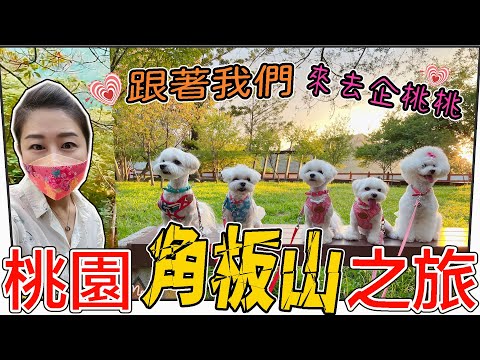 桃園旅遊景點/角板山公園～角板山形象商圈，桃園復興鄉，帶狗狗去旅遊，寵物友善公園，桃園/寵物友善景點。寵物友善