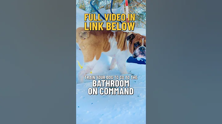 Teach your puppy/dog potty on command, quick and easy ￼#dog #housebreaking #pottytraining