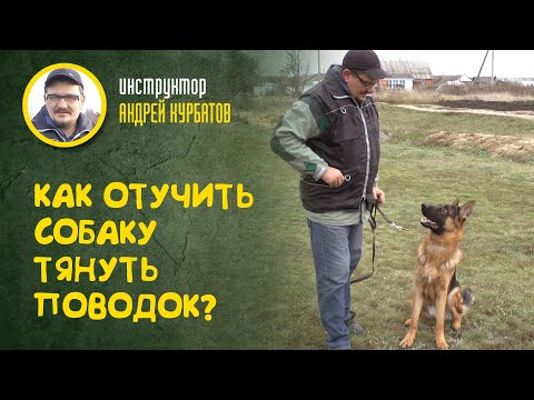 Как отучить собаку тянуть поводок? (инструктор Андрей Курбатов)