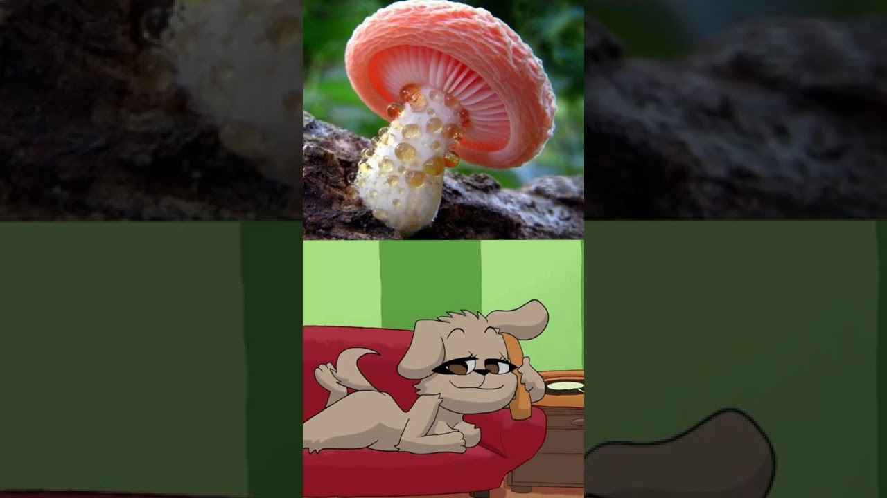 talking bella reacts to mushroom 