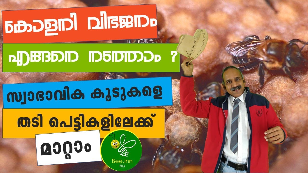Part-2|ചെറുതേനീച്ച കോളനി വിഭജനം എങ്ങനെ നടത്താം | സ്വാഭാവികകൂടുകളെ എങ്ങനെ തടിപെട്ടികളിലേക്ക് മാറ്റാം