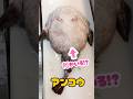 アンコウの中からまさかの〇〇 色々出ます #アンコウ捌き方 #アンコウの胃袋 #アンコウ卵