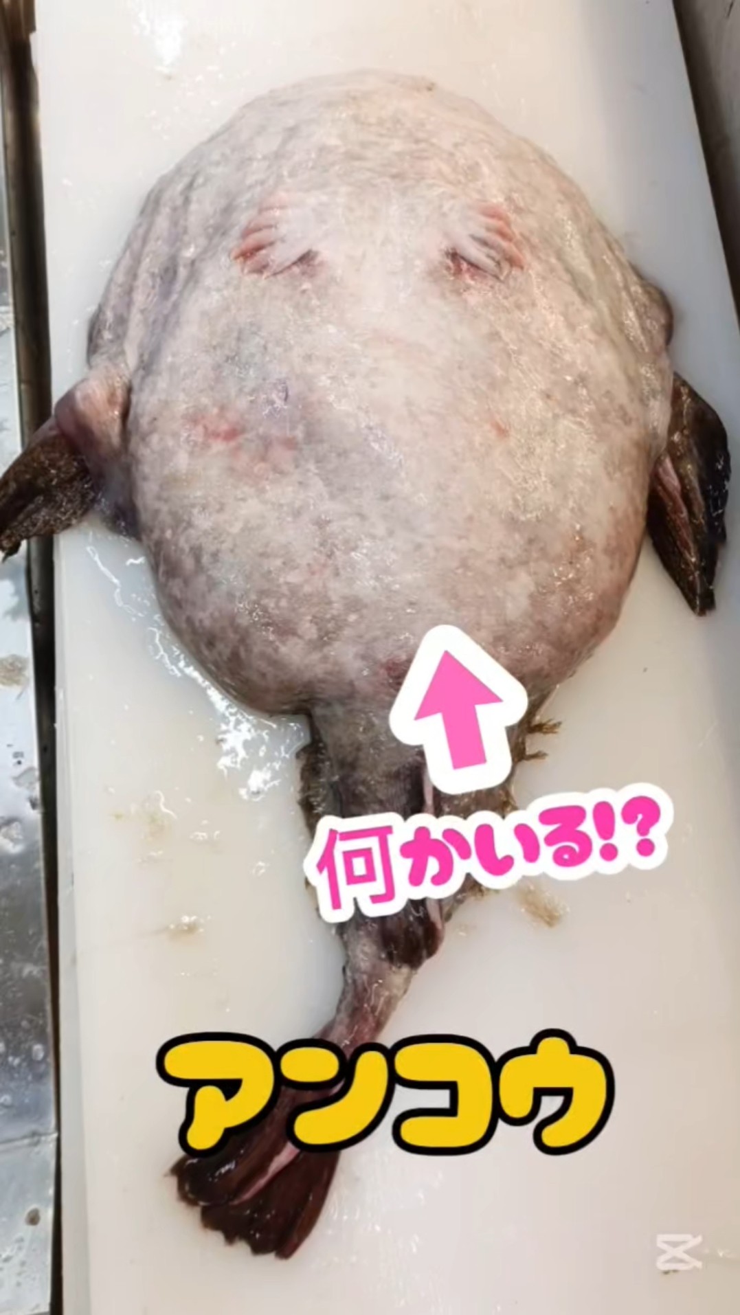 You'll find all sorts of things inside the anglerfish