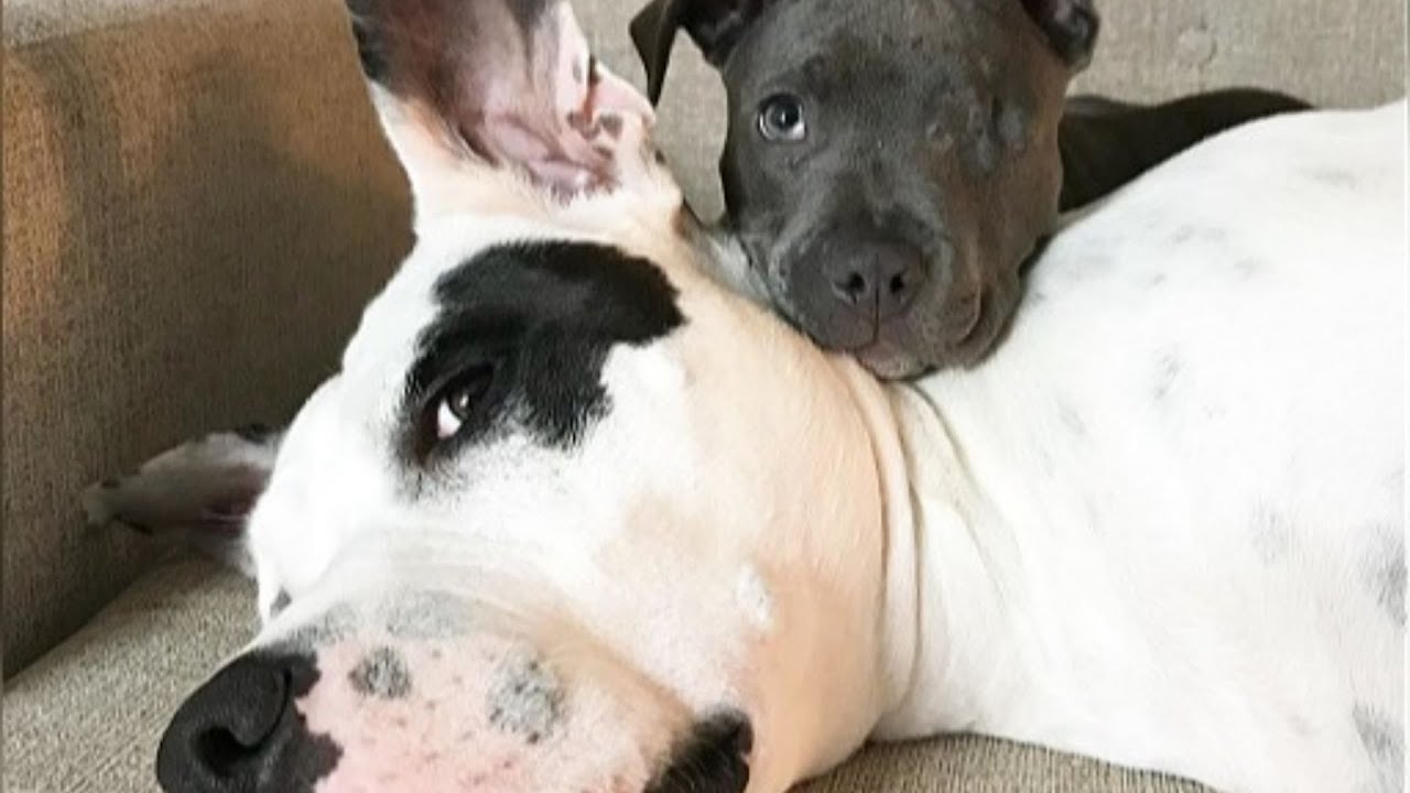 Tiniest Pittie Puppy Heals A Grieving Mom Dog's Heart