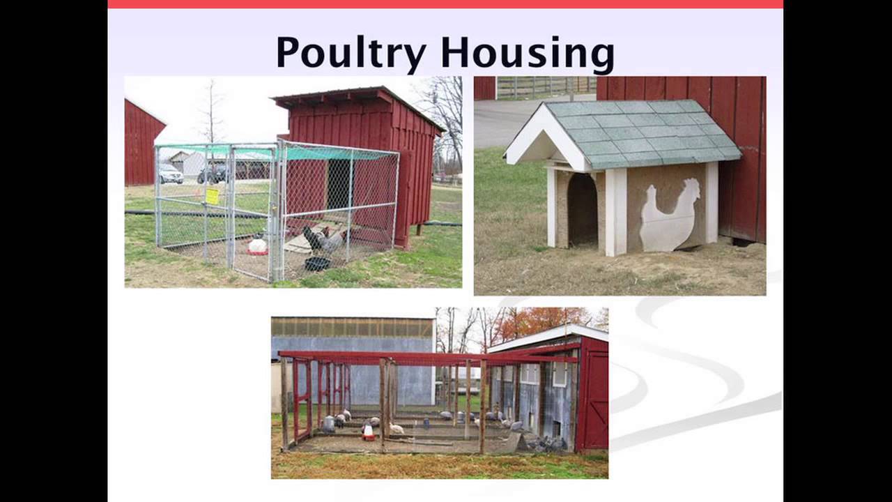 Backyard Chickens 101 YouTube