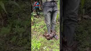 Watch Face of a Thief Caught in Action! | Shocking Python Encounter in the Farm