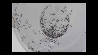 Experiment Vluchtgedrag Mieren