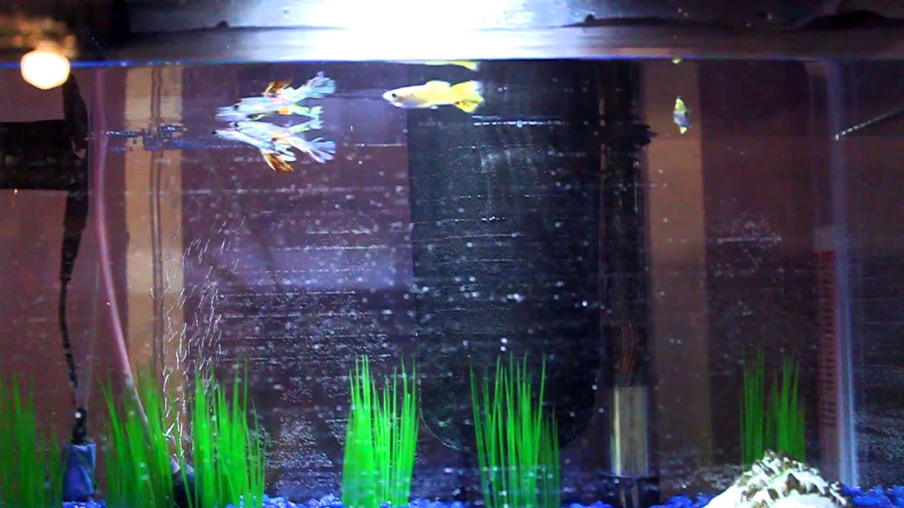 insects picture My Fish Tank Update: New Fish Tank