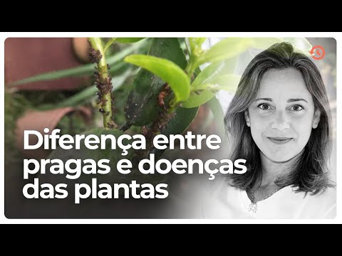 Vídeo: Diferença Entre Pragas E Insetos