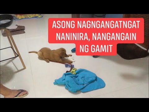 paano ikorek ang asong naninira ng gamit, nagngangat-ngat ng gamit