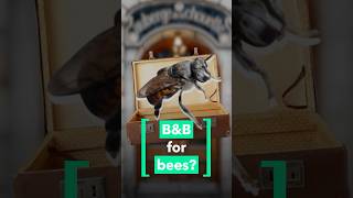 B&B for bees?