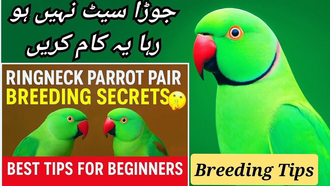 Ringneck Parrot Pair Breeding Secrets 🤫 | Best Tips For Beginners